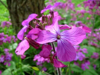 20140407Lunaria_annua3