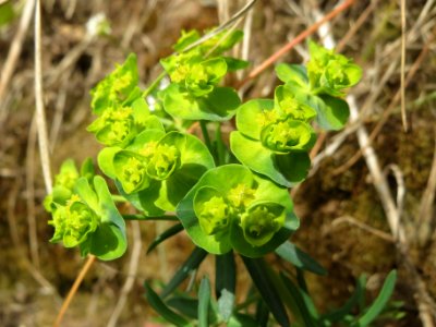 20140330Euphorbia_cyparissias
