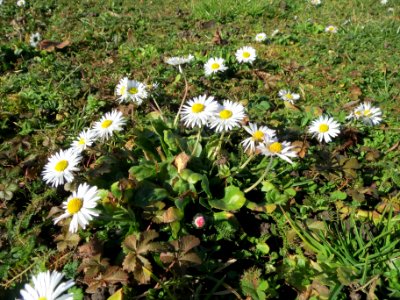 20140217Bellis_perennis2