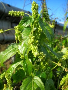 20140216Mercurialis_annua_Reilingen3