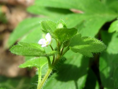 20140330Veronica_hederifolia