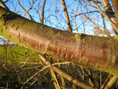 20140216Prunus_cerasifera5 photo