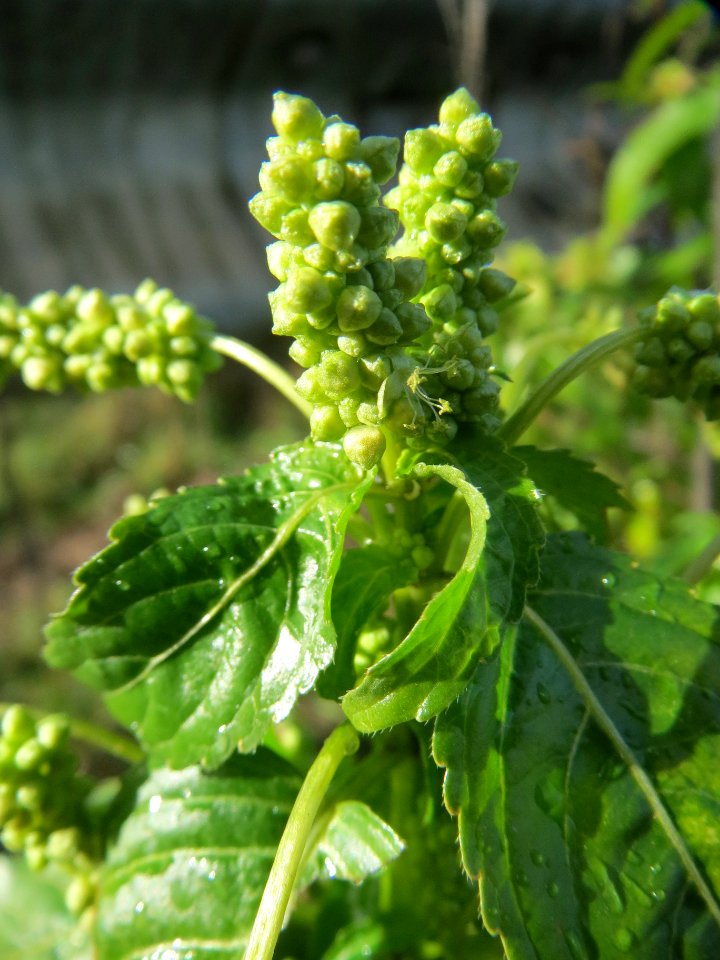 20140216Mercurialis_annua_Reilingen2