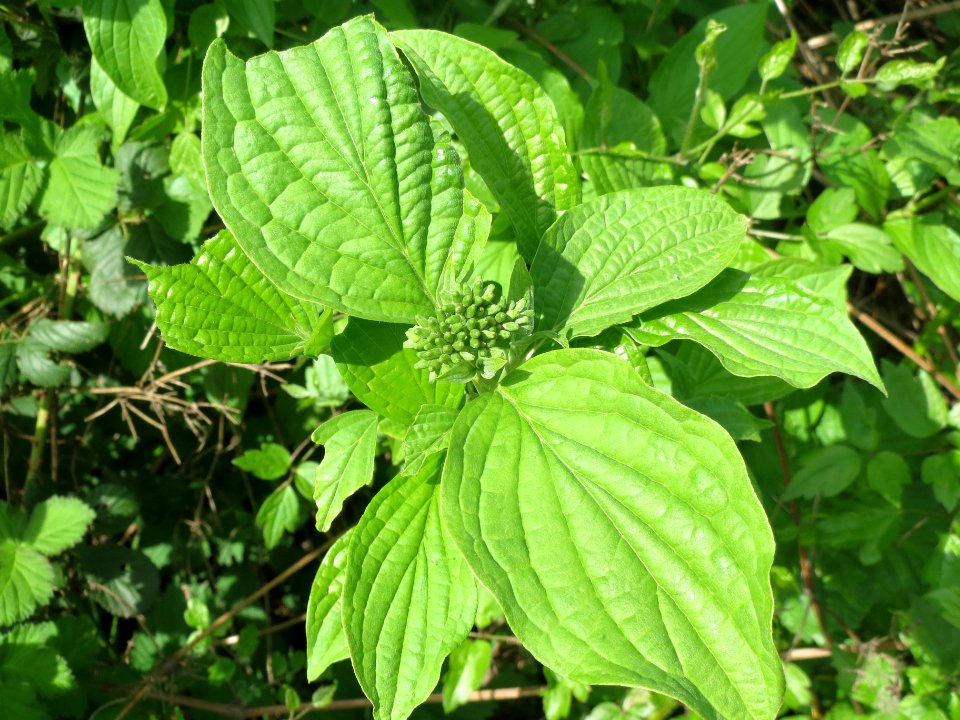 20140407Cornus_sanguinea2