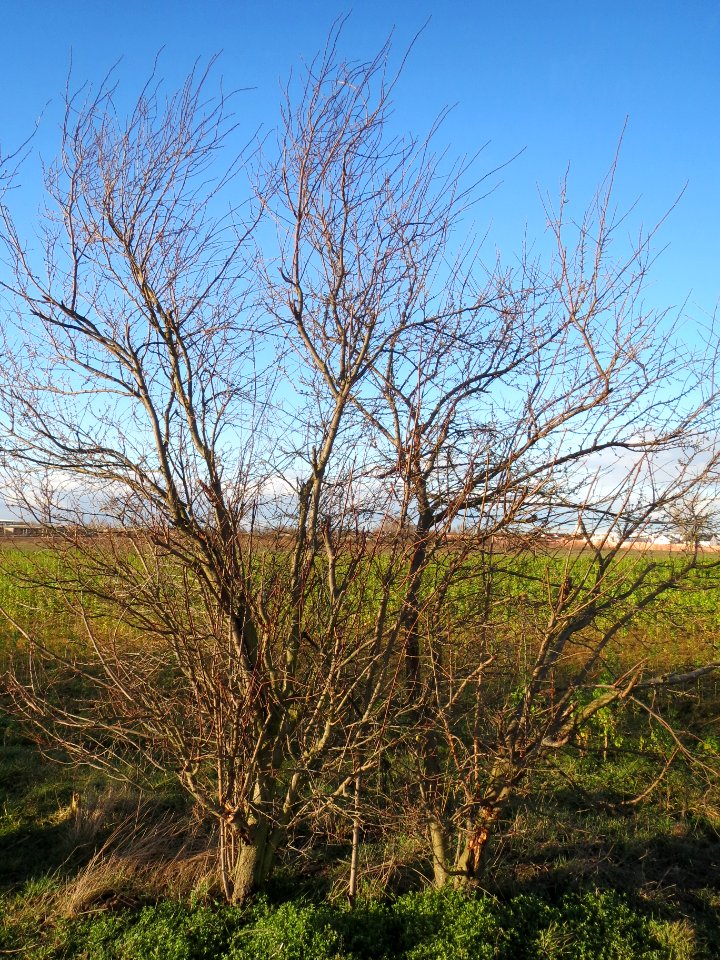 20140216Prunus_cerasifera1