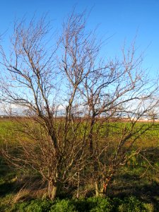 20140216Prunus_cerasifera1 photo