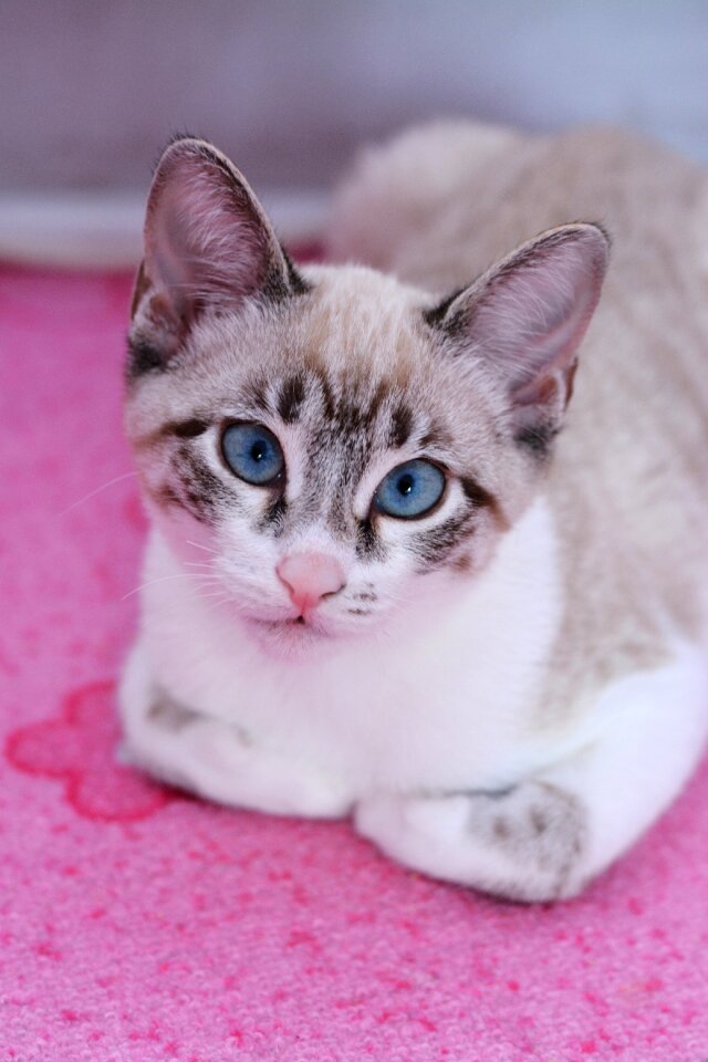 Pet domestic cat cat portrait