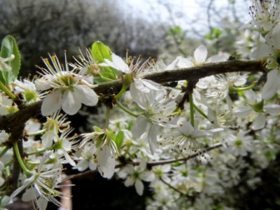 20140330Prunus_spinosa3 photo