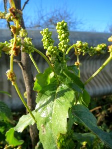 20140216Mercurialis_annua_Reilingen5