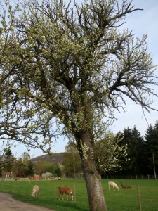 20140402Birne_Almet