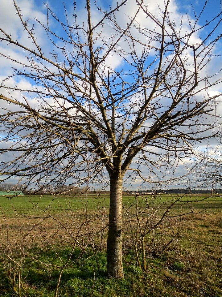 20140211Kirsche_Reilingen11