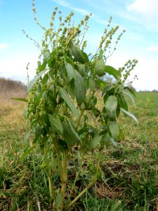 20140216Mercurialis_annua_Altlussheim