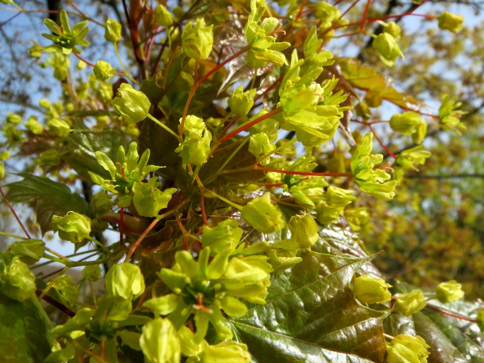 20140331Acer_platanoides3