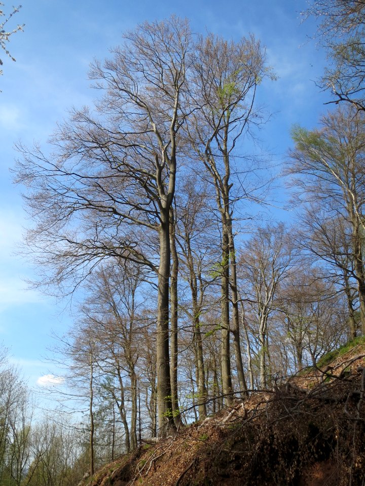 20140402Fagus_sylvatica2