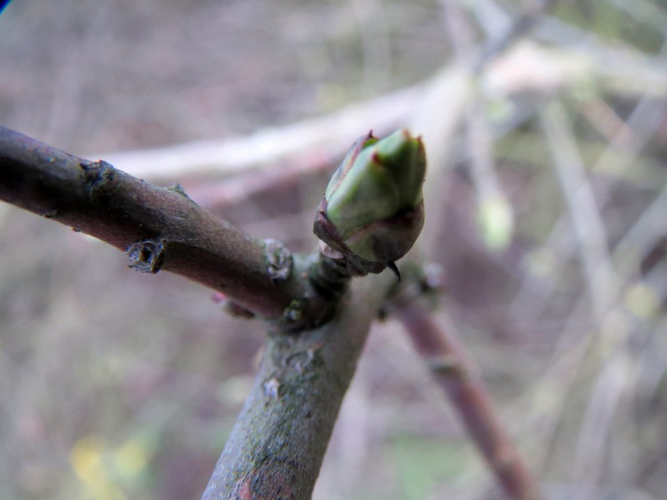 20140211Euonymus_europaeus7
