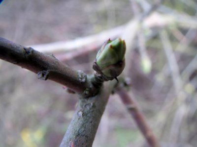 20140211Euonymus_europaeus7