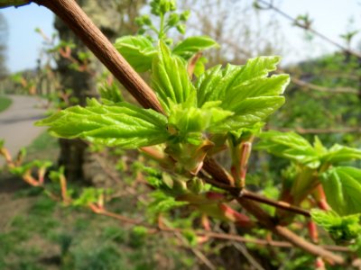 20140331Acer_campestre2