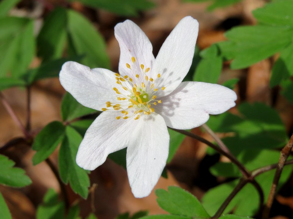 20140402Anemone_nemorosa6