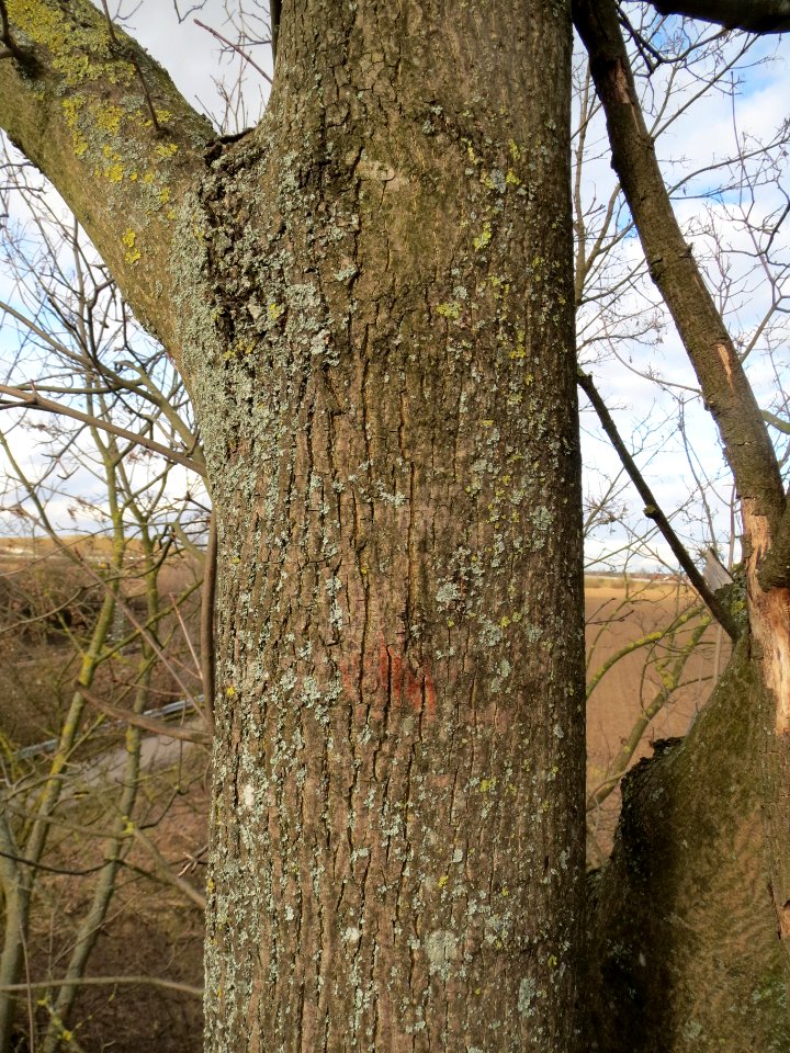 20140211Acer_platanoides1