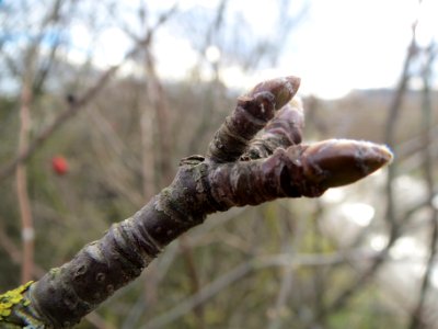 20140211Quercus_petraea4