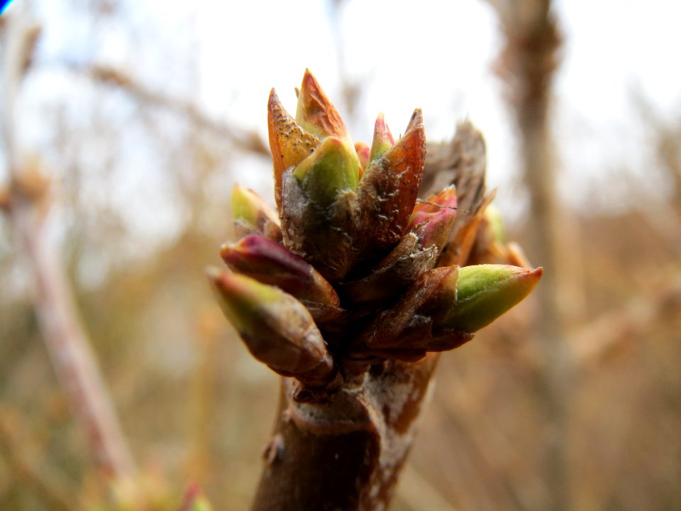 20140211Forsythie_Hockenheim1