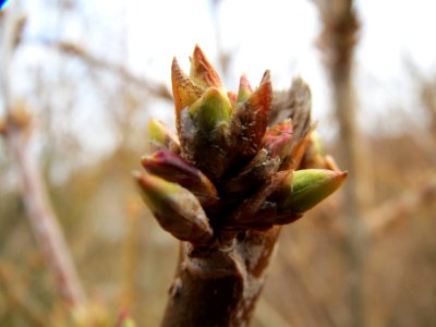 20140211Forsythie_Hockenheim1