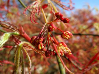 20140402Acer_palmatum_cultivars3