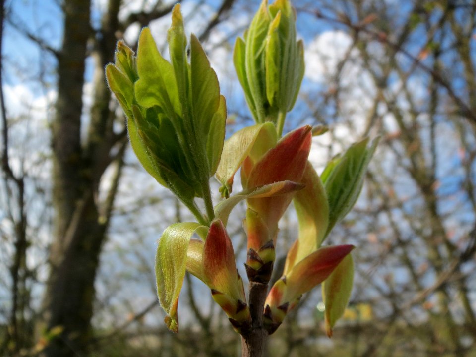 20140326Acer_campestre1