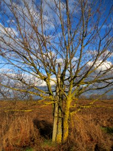20140211Ulmus_minor1