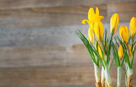 Yellow flower spring flower early bloomer photo