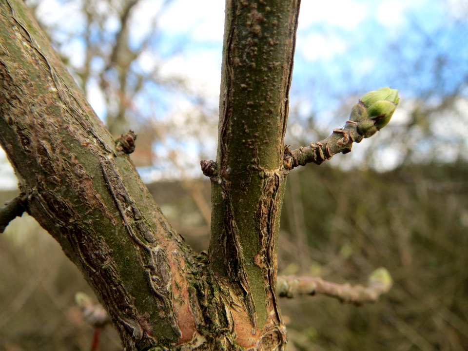 20140211Euonymus_europaeus5