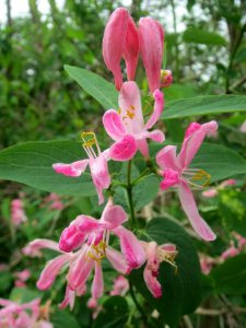 20140407Lonicera_tatarica2