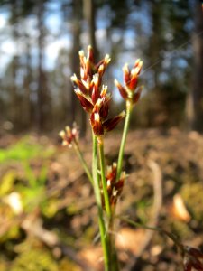 20140325Luzula_campestris
