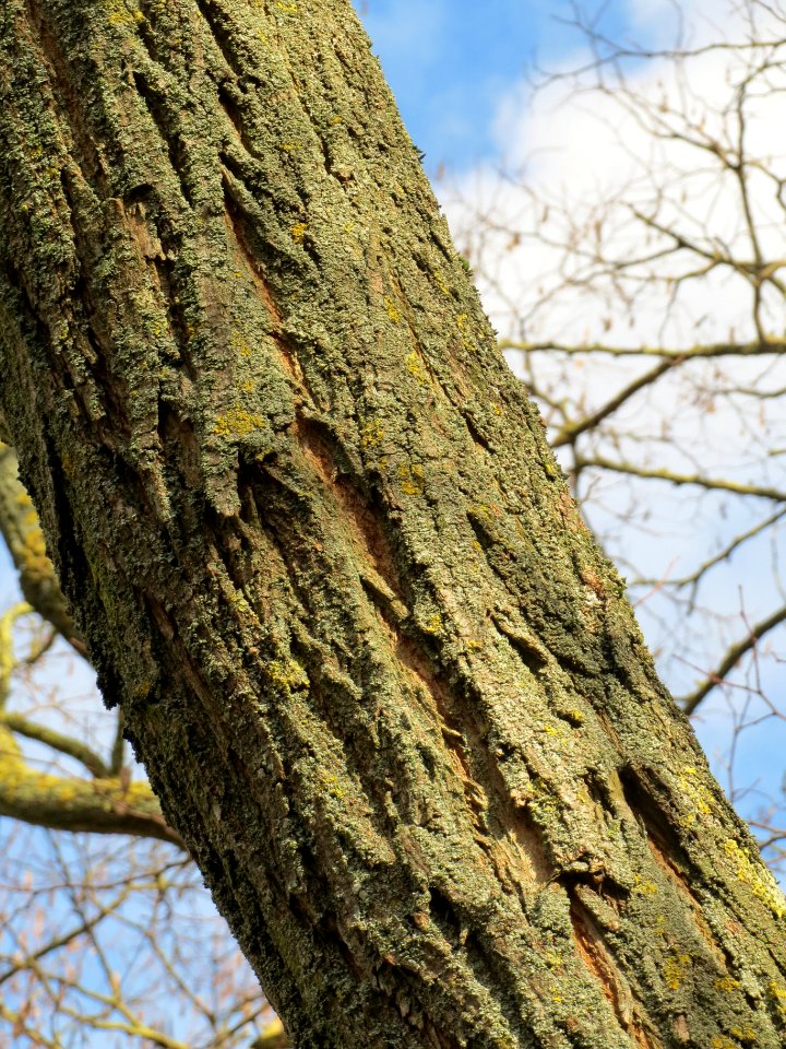 20140211Robinie_Reilingen6