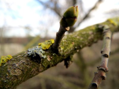 20140211Euonymus_europaeus1