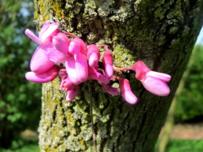 20140407Cercis_siliquastrum5