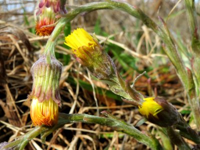 20140325Tussilago_farfara2