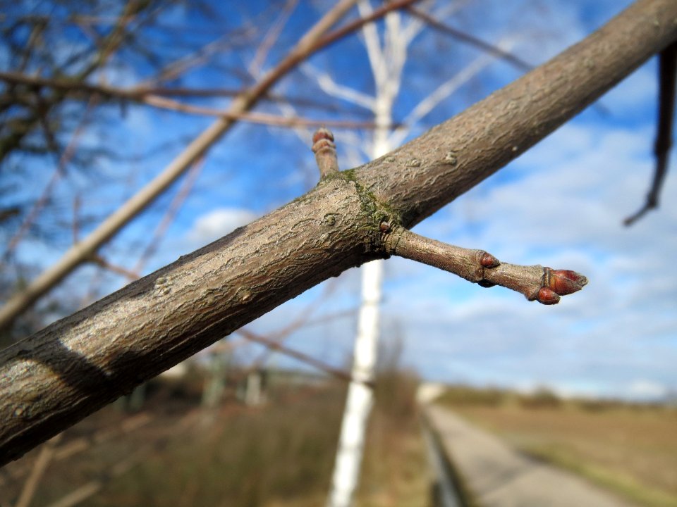 20140211Acer_campestre05