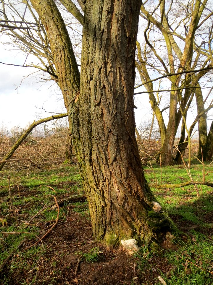20140211Robinie_Reilingen4