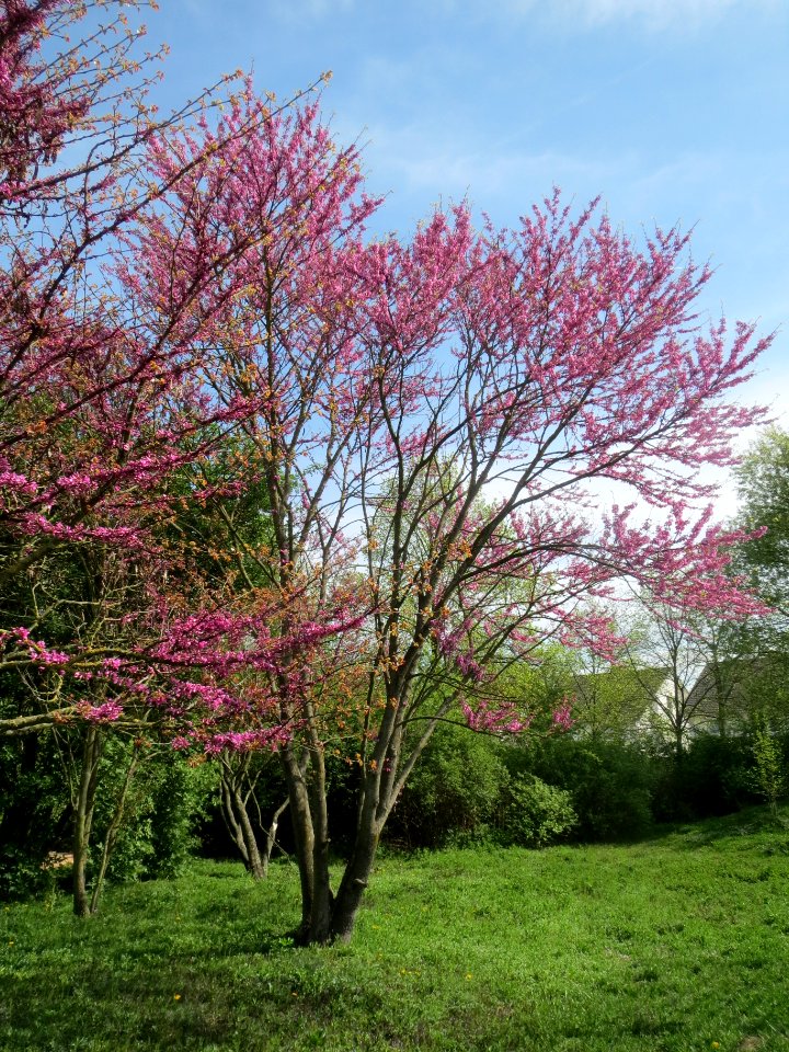 20140407Cercis_siliquastrum1