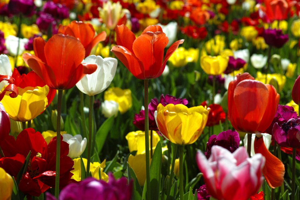 Nature plant beautiful