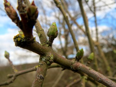 20140211Euonymus_europaeus4