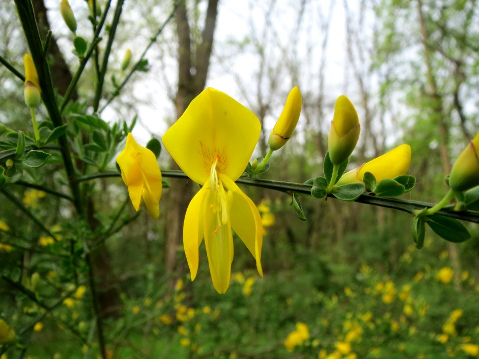 20140407Cytisus_scoparius2