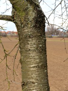 20140211Kirsche_Reilingen01