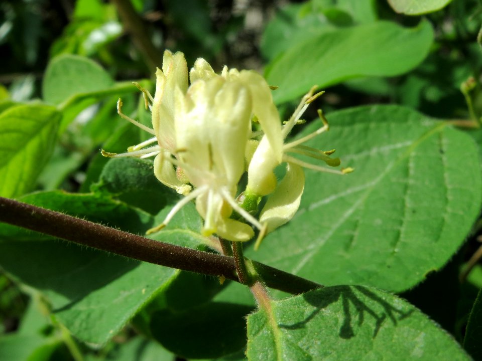 20140407Lonicera_xylosteum2