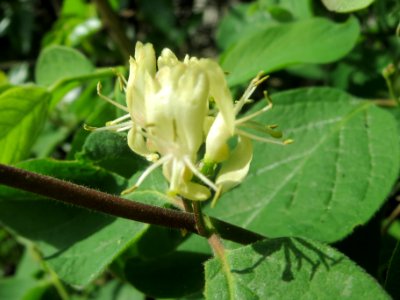 20140407Lonicera_xylosteum2