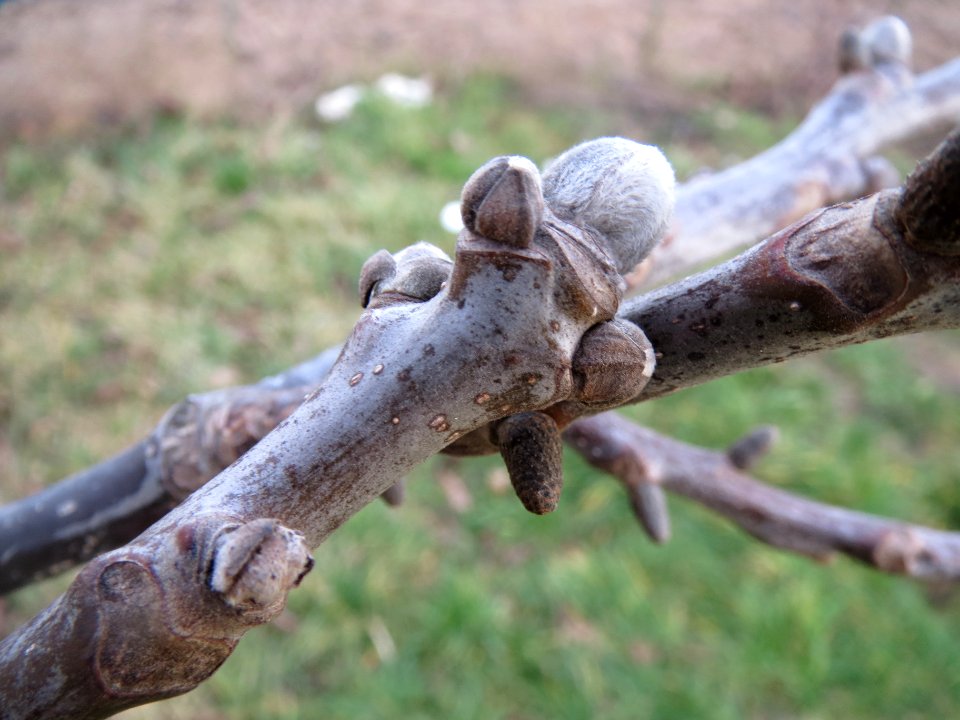 20140211Juglans_regia2
