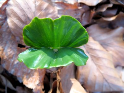 20140325Fagus_sylvatica