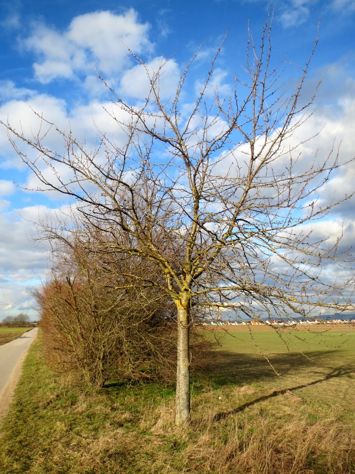 20140211Kirsche_Reilingen14
