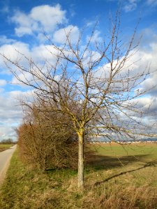 20140211Kirsche_Reilingen14
